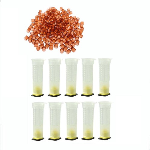Complete queen rearing - complete,