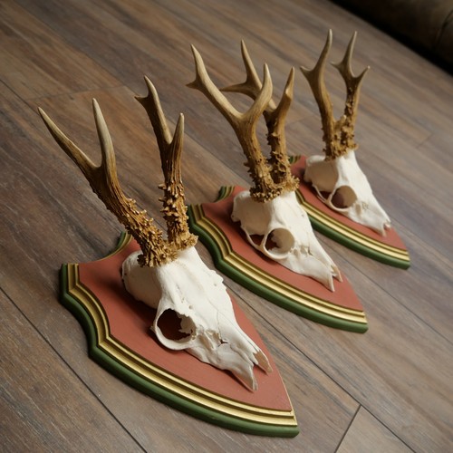 Deer antlers roe - deer,