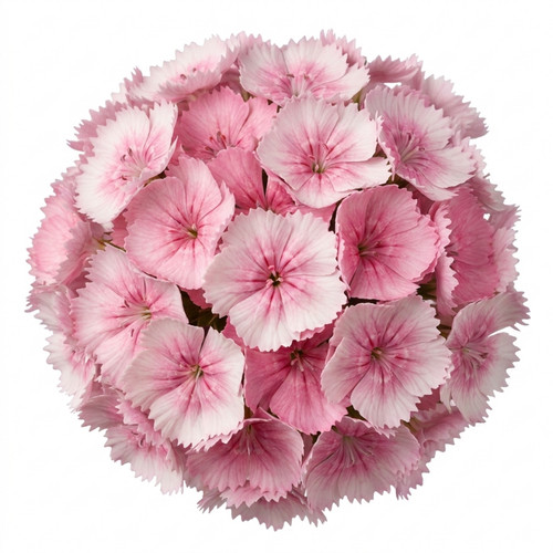 Dianthus shirley temple pot - shirley,
