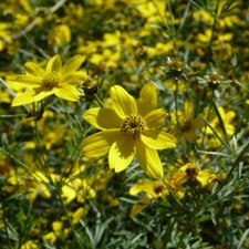 T&M Coreopsis verticillata
