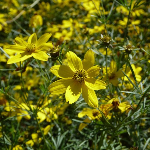 Coreopsis verticillata - t&m,