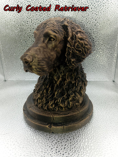 Curly coated retriever bust - retriever,