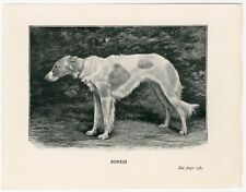 BORZOI RUSSIAN WOLFHOUND DOG LITTLE ANTIQUE 1900 DOG ART PRINT