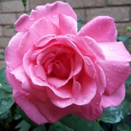 Potted litre hybrid tea rose - potted,
