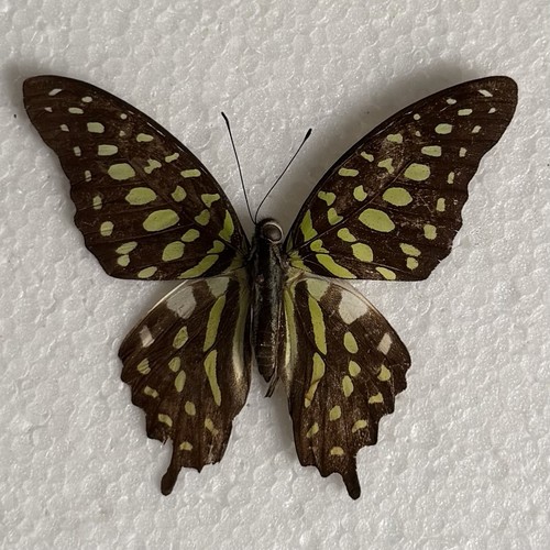 Entomology graphium agamemnon - entomology,