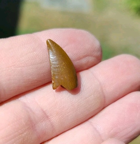 Raptor teeth tooth dinosaur - raptor,