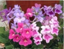 Flower - Streptocarpus -