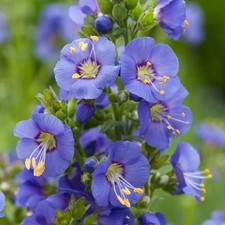 3X POLEMONIUM BAMBINO BLUE