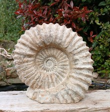 X Large Fossil Ammonite 7.5kg