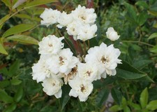 ROSA BANKSIAE 'ALBA PLENA'