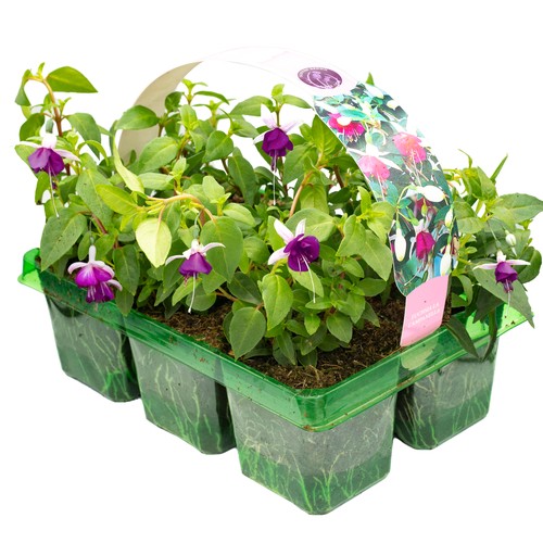 Basket plants fuchsia - 6,