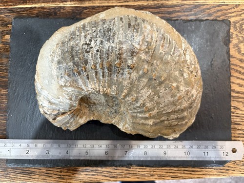 Liparoceras fossil ammonite - fossil,