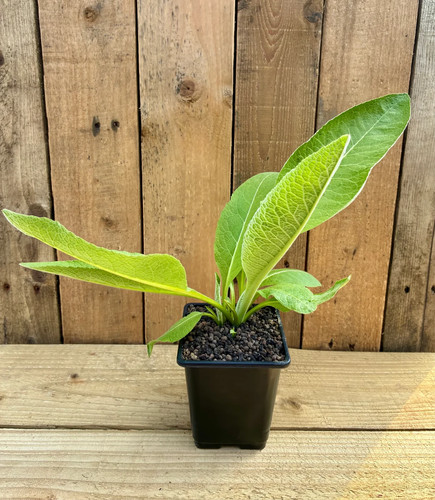 Elecampane plant inula - 🌿,