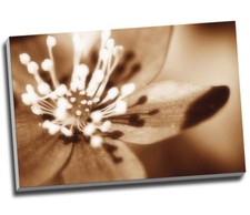 BROWN SOFT FLOWER Floral Canvas Print Wall Art 30x20" A1