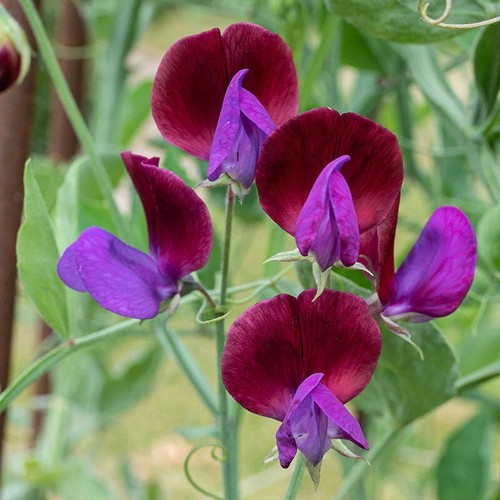 Sweet pea old - pea,