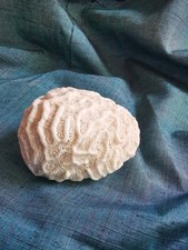 Brain coral specimen - coral,