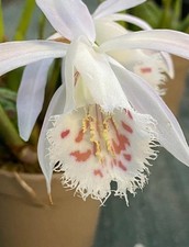 Pleione (Himalayan/Windowsill Orchid) White Flowering Size bulb  x 1.