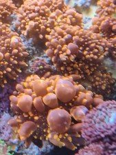 Ricordea Yuma Mashrooms frag