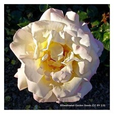 Emily Gray - Rambling Rose