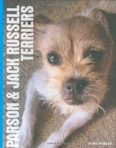 Parson and jack russell - and,