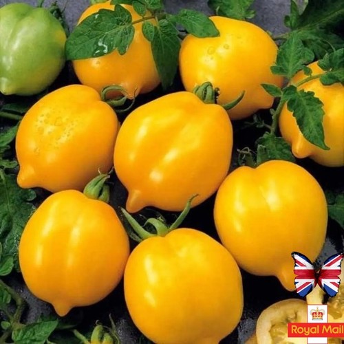 Tomato lemon tree vine - tomato, 10