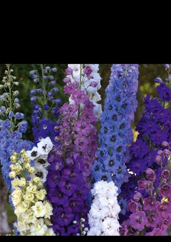 Delphinium plug plants - plug,