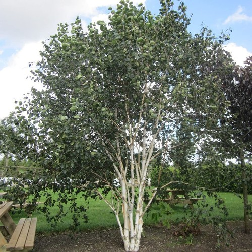Betula utilis jacquemontii - jacquemontii,