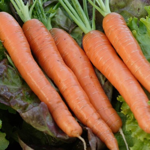 Carrot napoli vegetable - carrot,