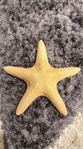 Natural dried starfish - natural,