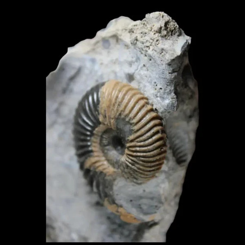 Natural ammonite - natural,
