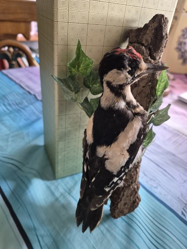 Taxidermy greater spotted - taxidermy,