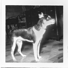 Vintage Old 1950s Photo of a