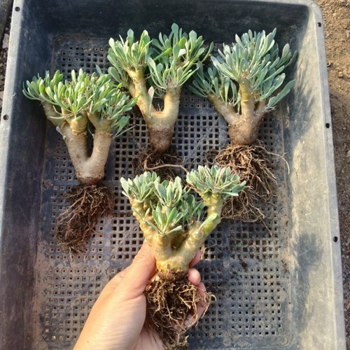 1pcs 7cm seedgrowth othonna - 1pcs, 6-7cm