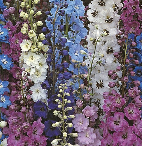 Delphinium pacific giants - delphinium,