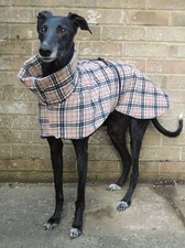 Greyhound lurcher whippet - lurcher, /