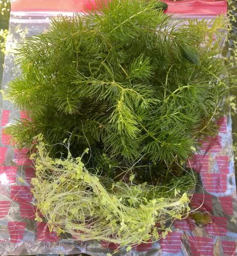 Mixed pond plants live - mixed,