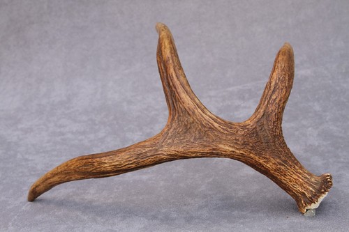 Naturally shed wild - naturally,