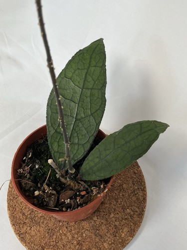 Hoya clemensiorum sumatra - hoya,