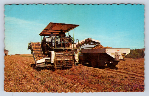 Vintage postcard potato - postcard,