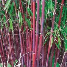 Umbrella Bamboo Plant Red Hardy Garden Plants Screening Place 1 x 9cm Pot