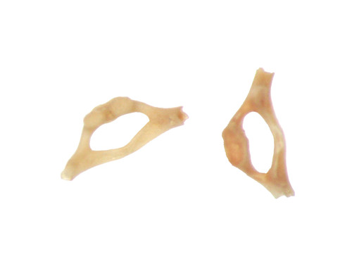 Oligocene fossil brooksville - oligocene,