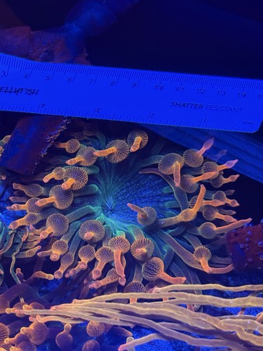 Ecc rainbow bubble tip anemone - ecc,