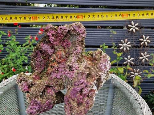 Tmc eco reef - tmc, aquarium