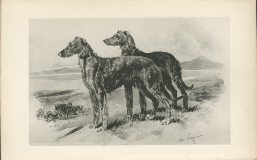 Deerhound dogs rare - dogs,