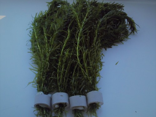 Bunches egeria densa elodea - densa,