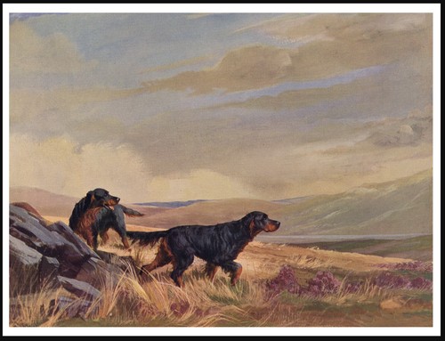 Gordon setter moorland scene - setter,