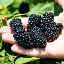 Blackberry Navaho | Thornless