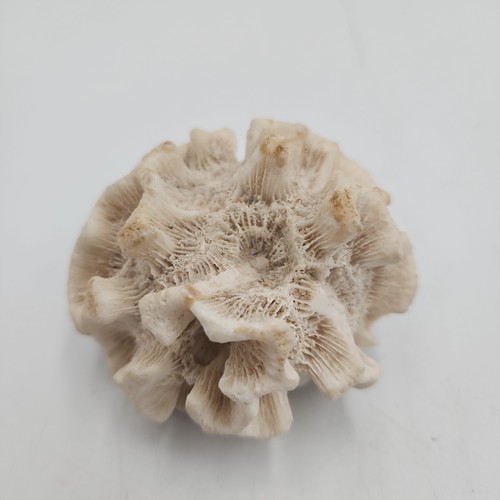 Fossil rose brain - fossil,