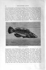 Old Antique Print Striped Wrasse Fish Natural History 1896 Spiny-Finned 19th