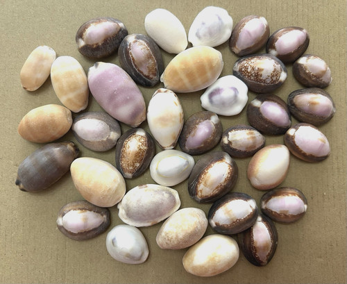 Cowrie shell from japan - ,